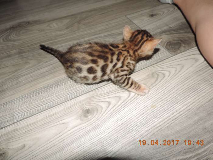 Бенгальские котята, фотография 3