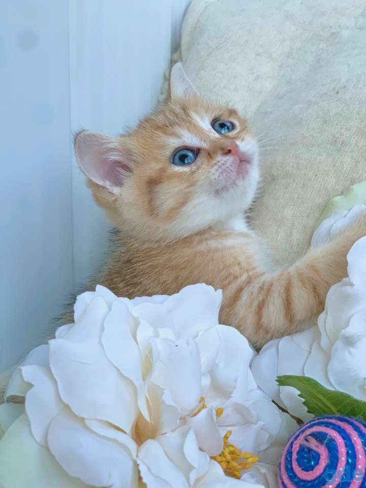 Котята шотландские ЗОЛОТАЯ ШИНШИЛЛА цена снижена!, фотография 9