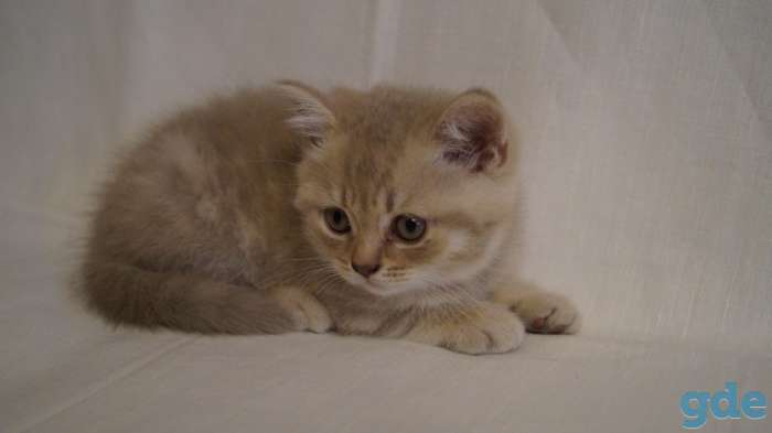 Шотландские котята, фотография 2