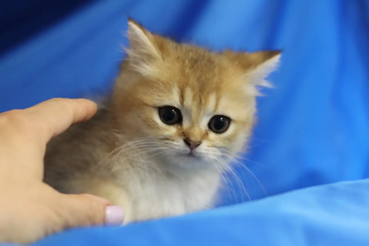 Шотландские котята, фотография 6