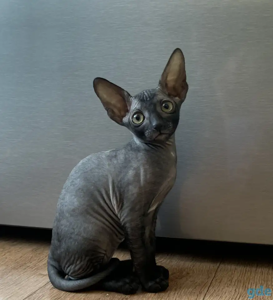 Корниш-рекс котята, фотография 6