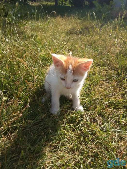 Котята, фотография 1
