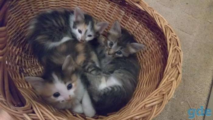 Котята для вас., фотография 3