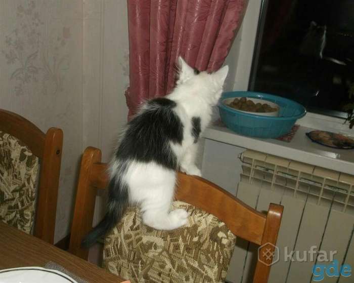 Дарю котенка в добрые руки, фотография 3