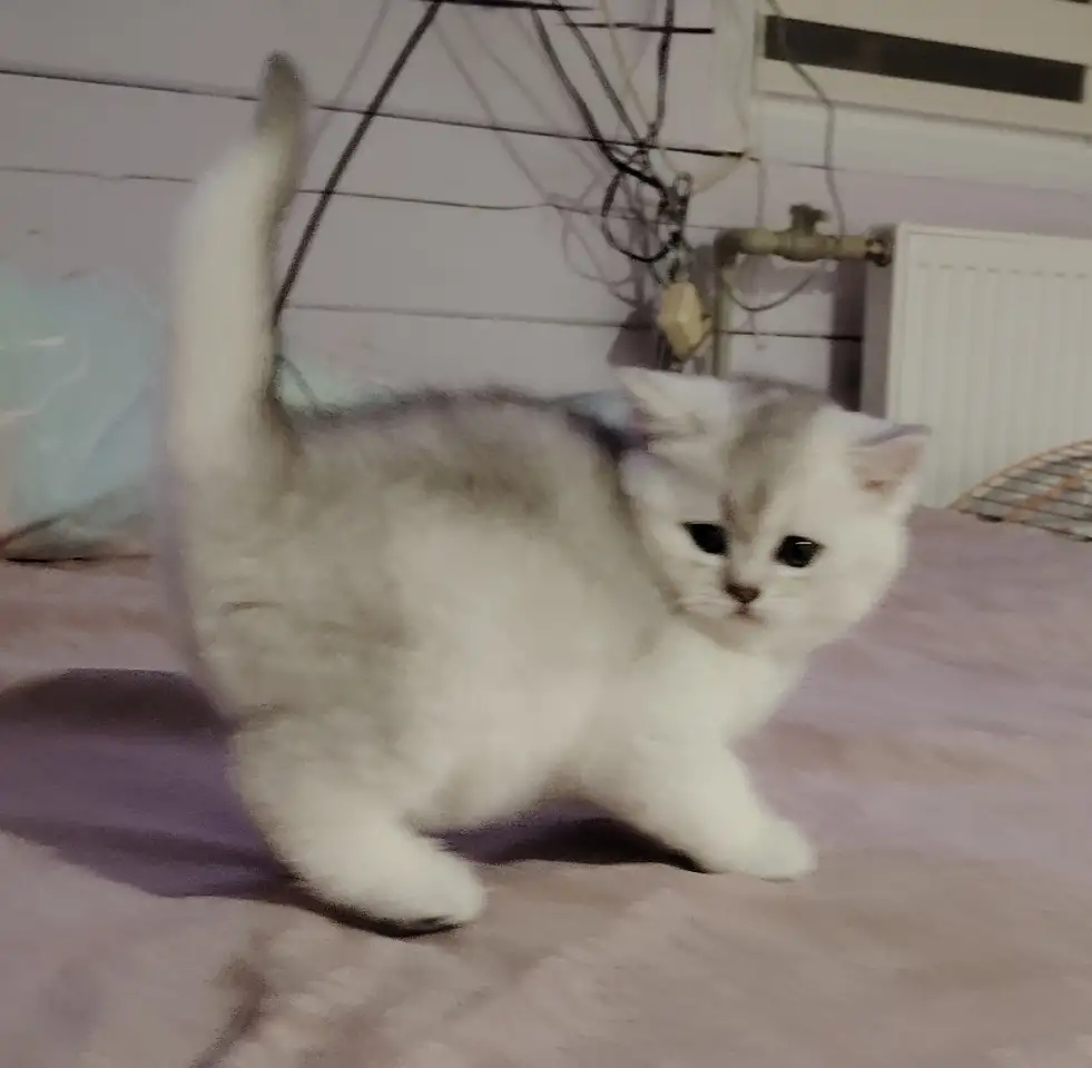 Шотландский котенок, кот., фотография 4