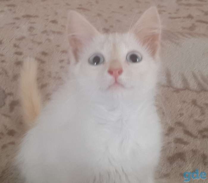 Котята в дар, фотография 3