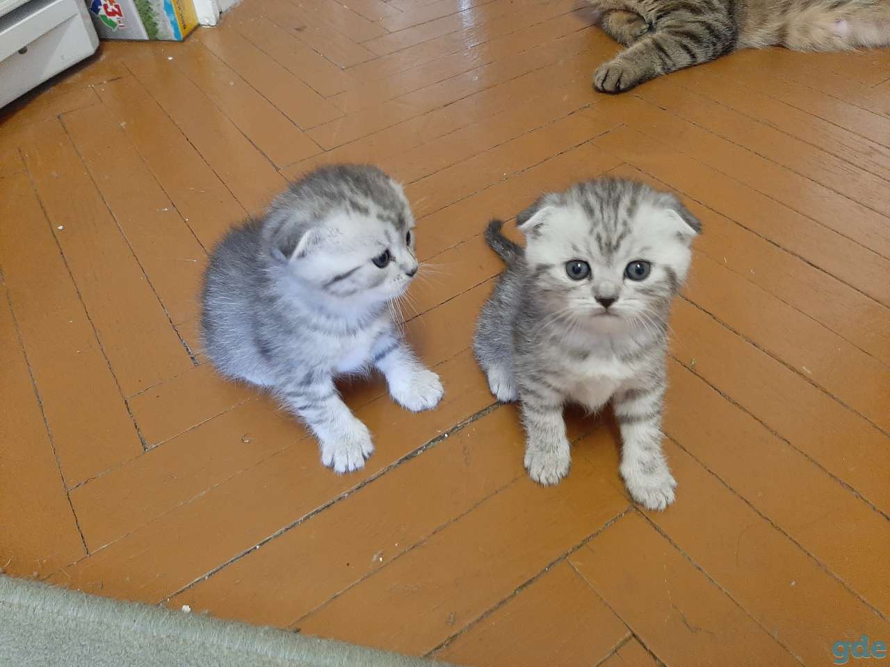 Продам котят, фотография 2