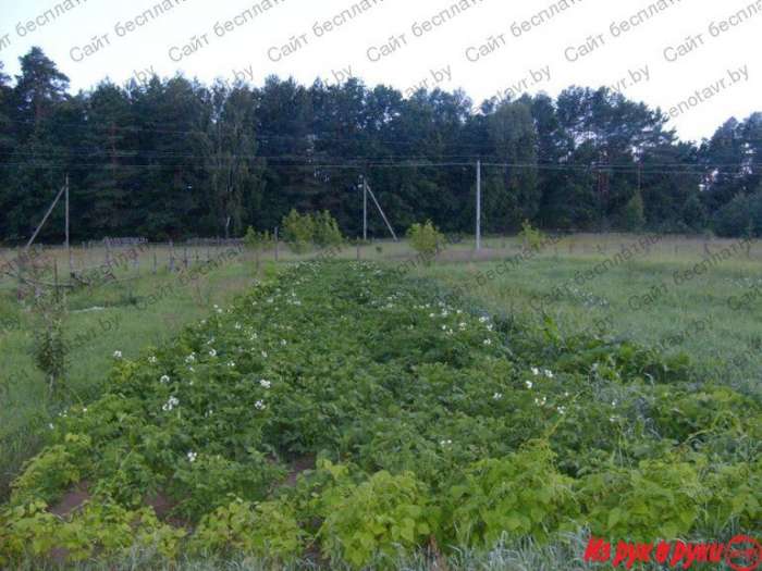 Жилой дом с большим участком в живописной деревне Милоград (18 км от Речицы), фотография 2