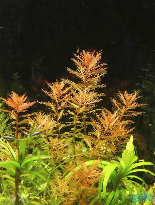 Аквариумные растения Прозерпинака палюстрис (Proserpinaca palustris), фотография 1