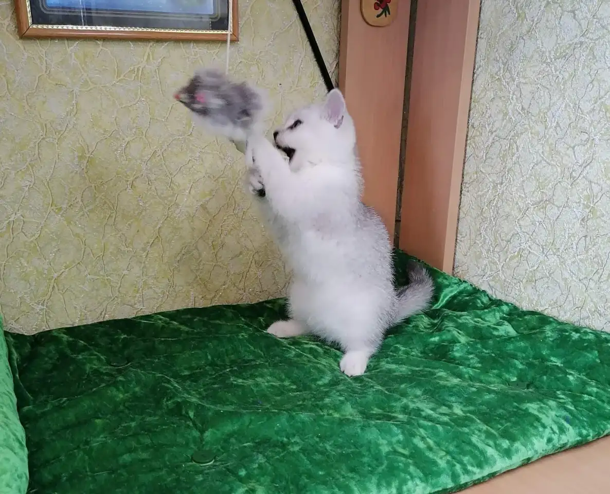 Британские серебристые котята, фотография 3