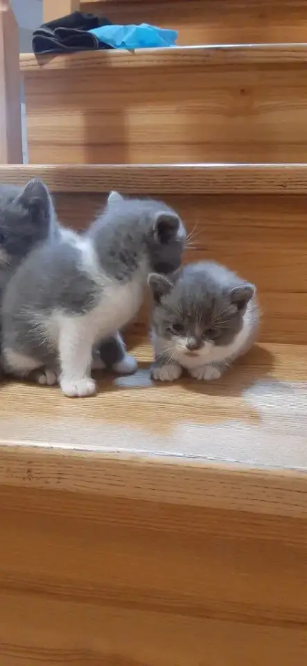 Отдам котят в хорошие руки, фотография 9