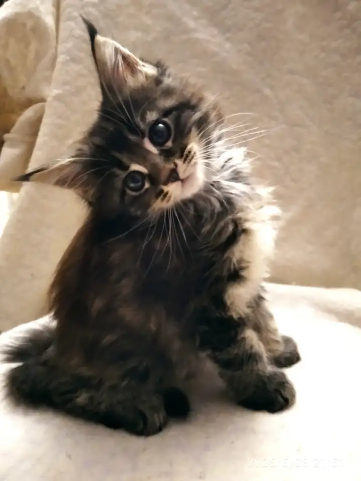 Продаются котята, фотография 2