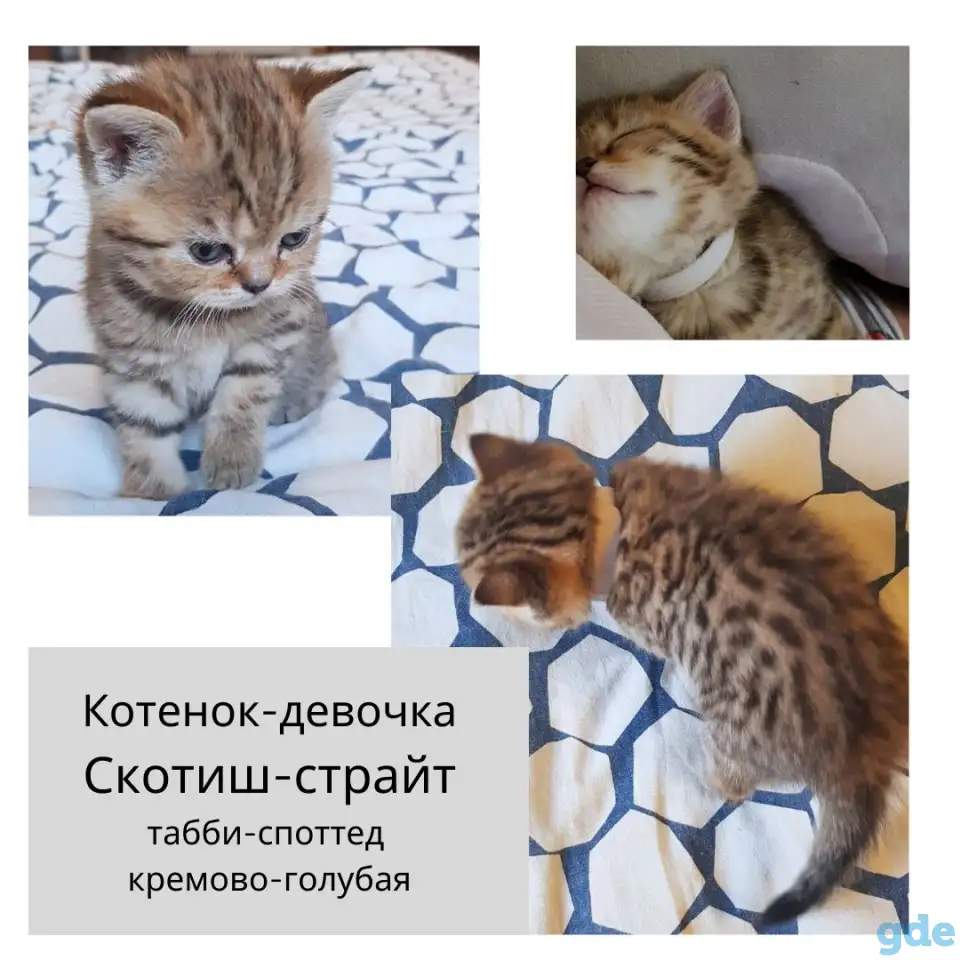 Продам шотландских  котят, фотография 1