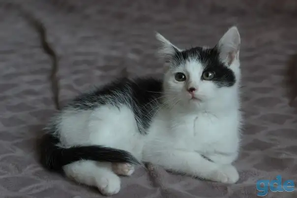 Кругленький котенок, фотография 1