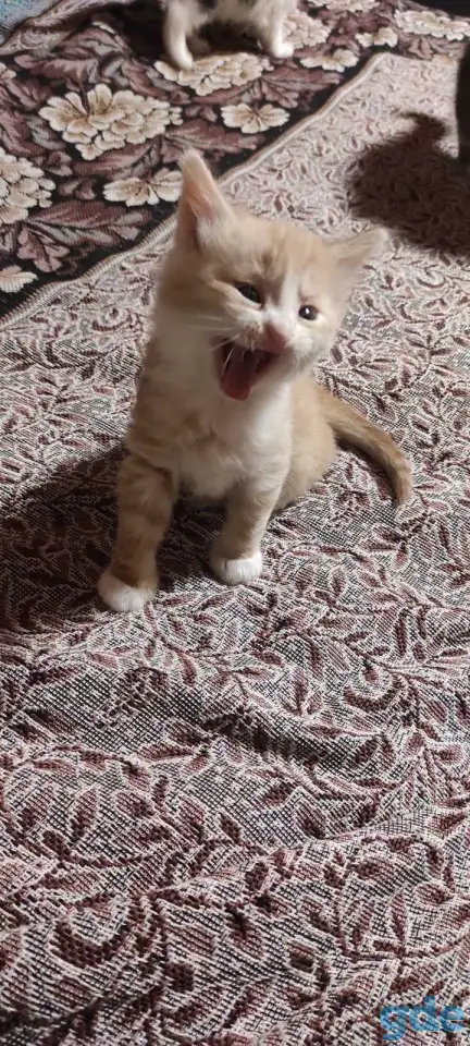 Отдам рыжего котенка-мальчика в дар, фотография 1