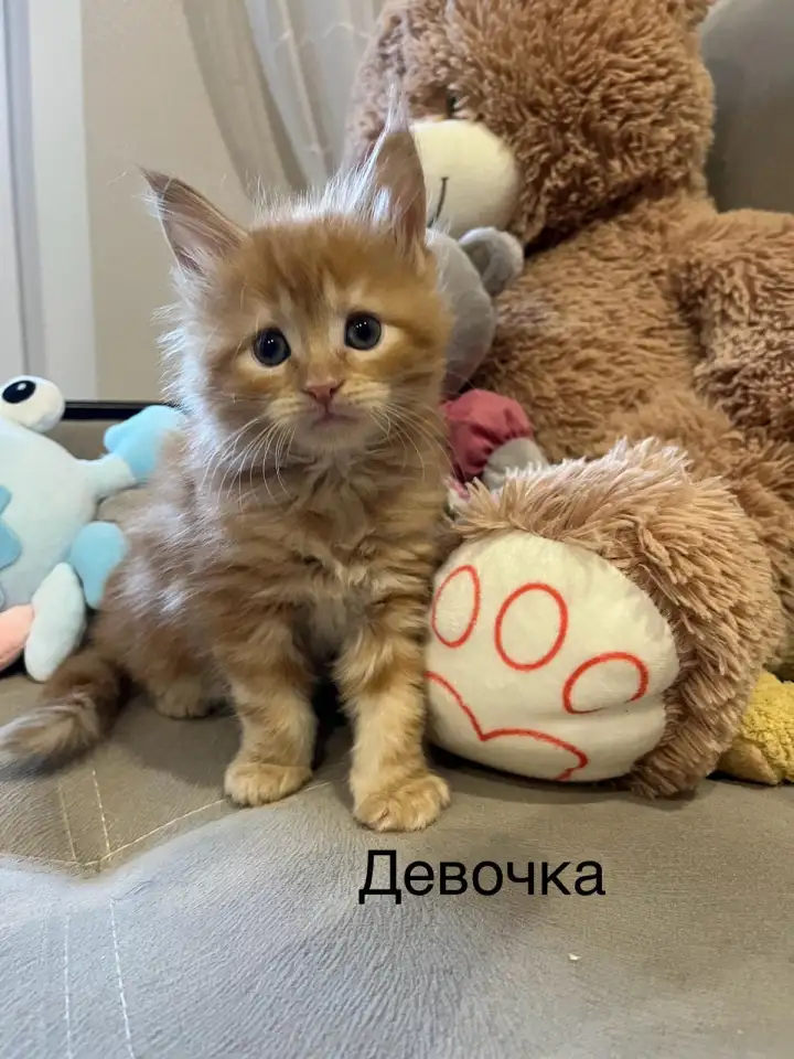 Котята, фотография 2