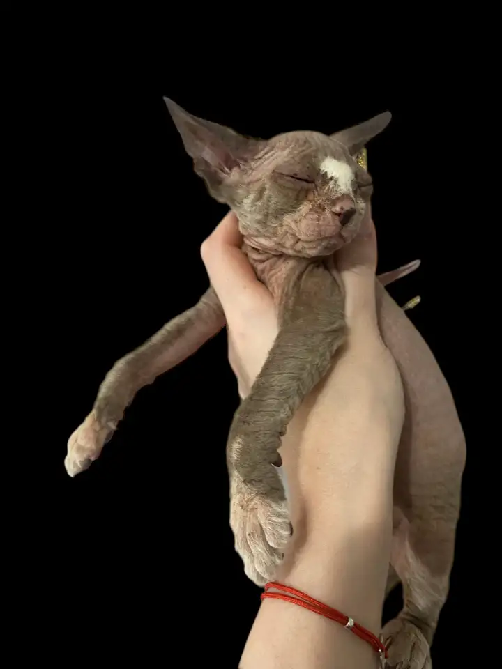 Котята канадского сфинкса, фотография 5