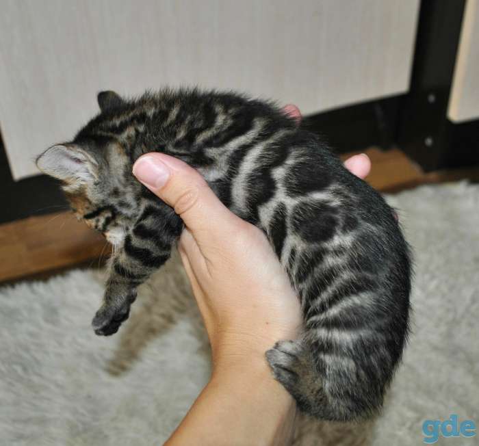 Шикарные бенгальские котята, фотография 5