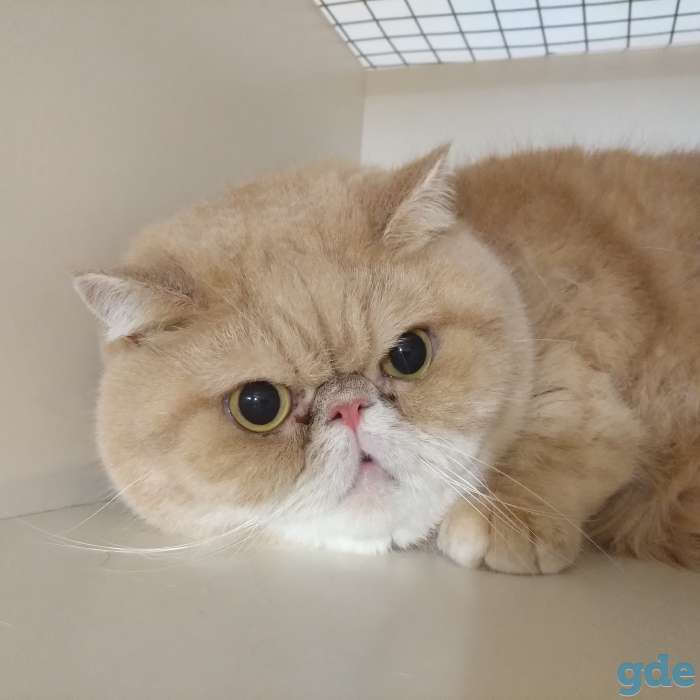 Гостиница для кошек 