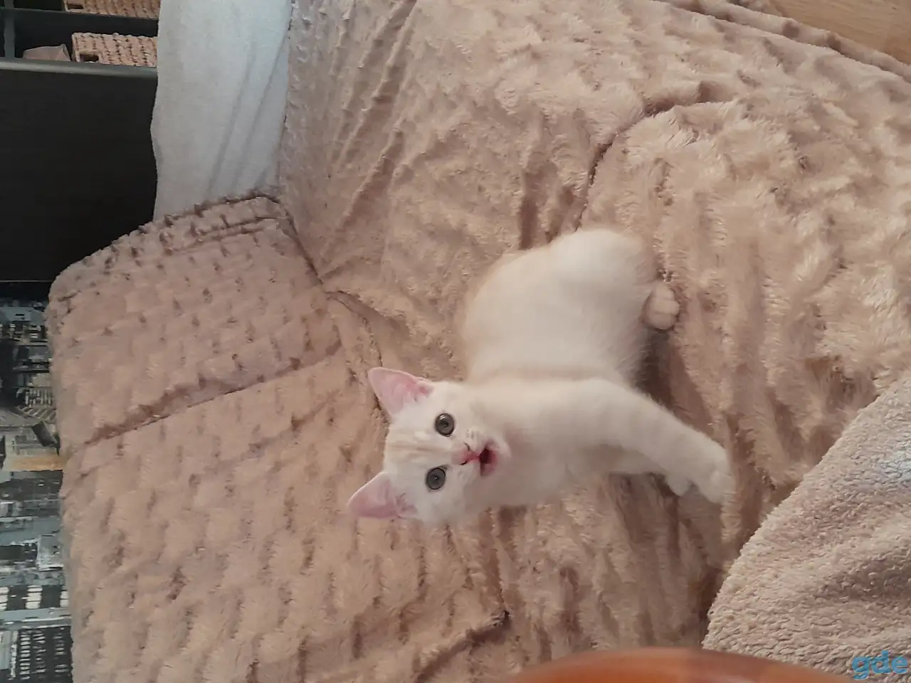 Шотландские котята, фотография 4