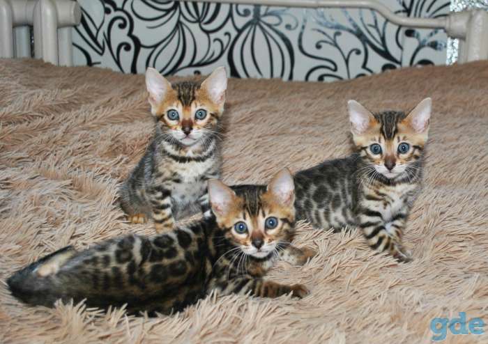 Бенгальские кошечкт, фотография 1