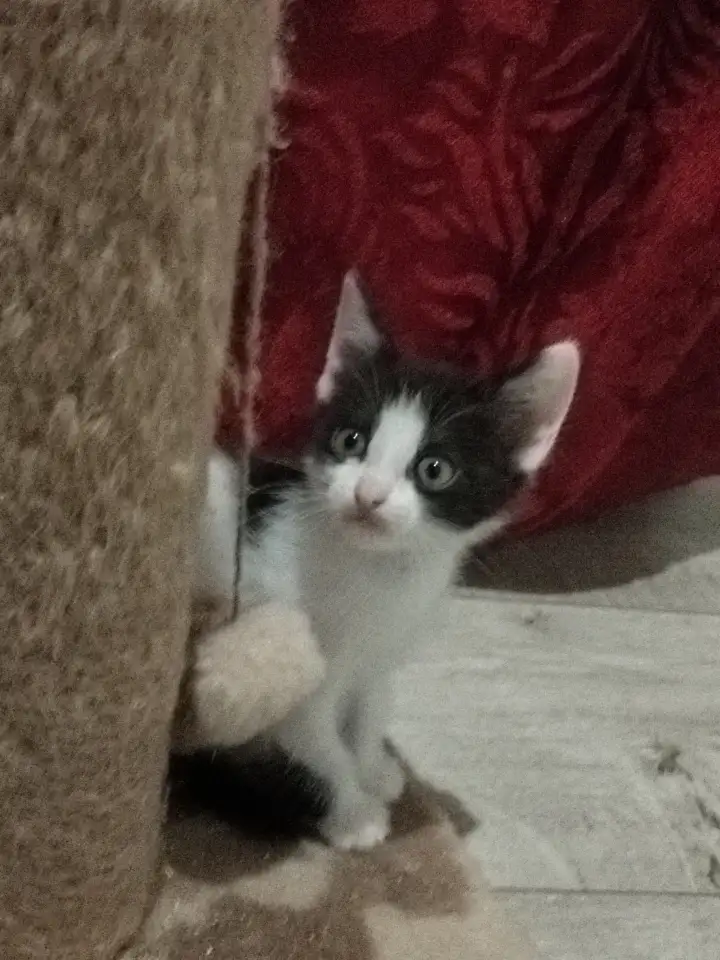 Красивые котята в дар, фотография 3