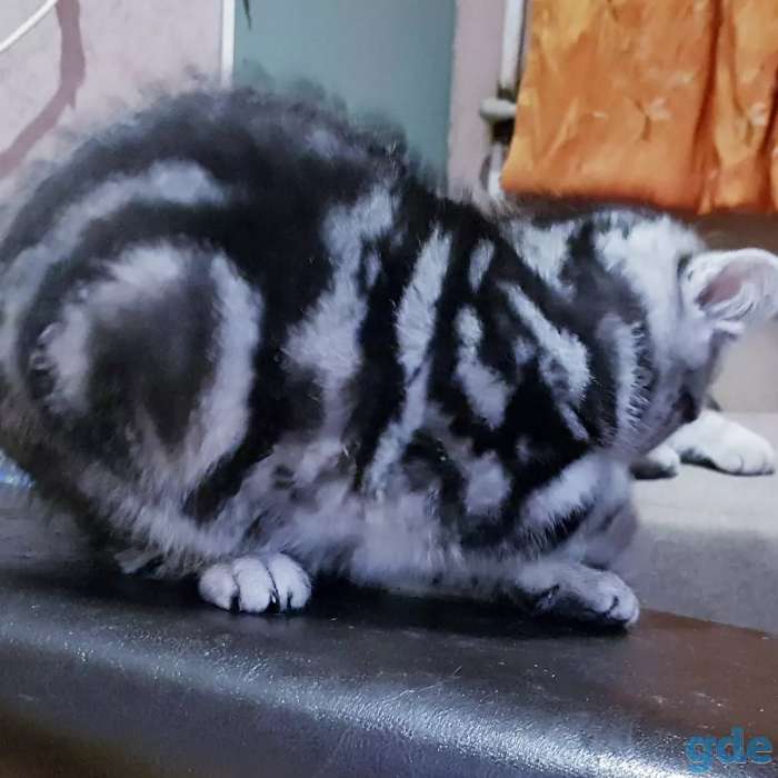Шотландская кошечка.котенок., фотография 3