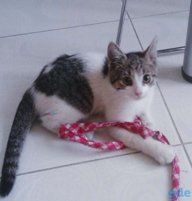 Котята бесплатно., фотография 10