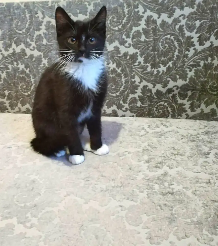 Котёнок ВАСИЛЕК ищет дом, фотография 2