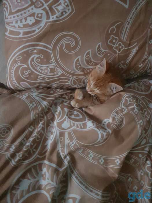 котенок, фотография 3