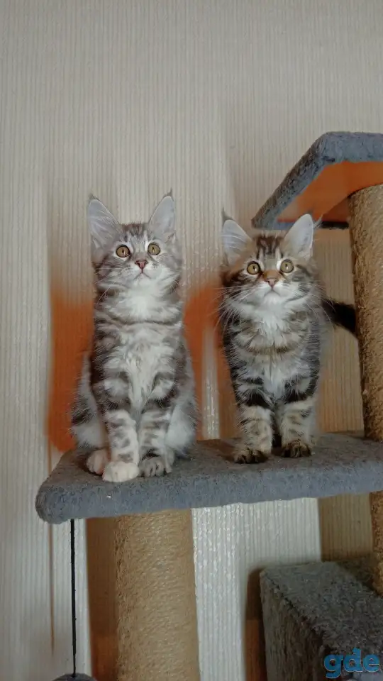 Котята мейн-кун, фотография 1