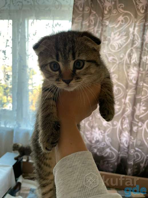 Шотландские вислоухие девочки и прямоухий мальчик, фотография 3