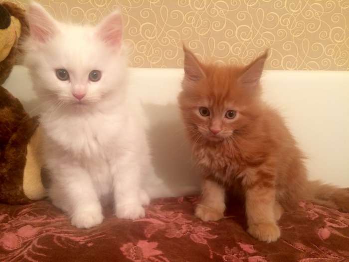 Котята Мейн Кун, фотография 1