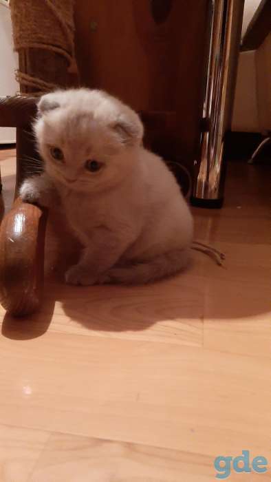 Котенок шотландский вислоухий, фотография 2