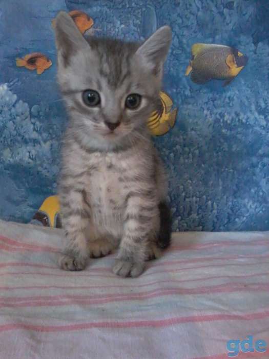 Милые и красивые котята ищут хозяина, фотография 1