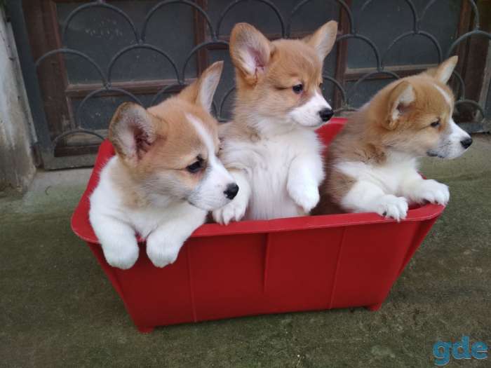 Продаются щенки Вельш Корги Пемброк., фотография 4