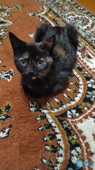 Раздам котят бесплатно, фотография 4