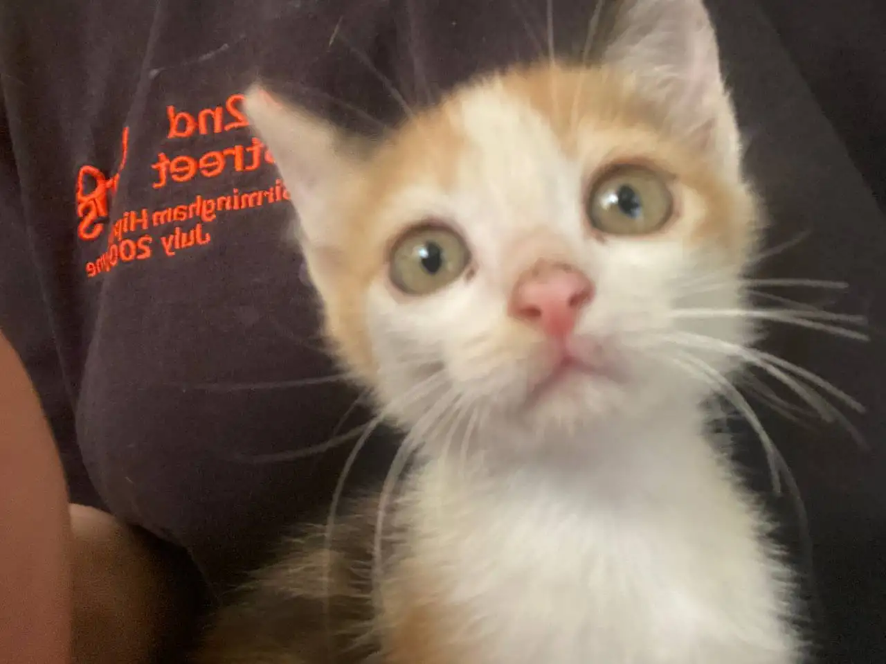 КОТЯТА В ДОБРЫЕ РУКИ ОЧЕНЬ СРОЧНО, фотография 6