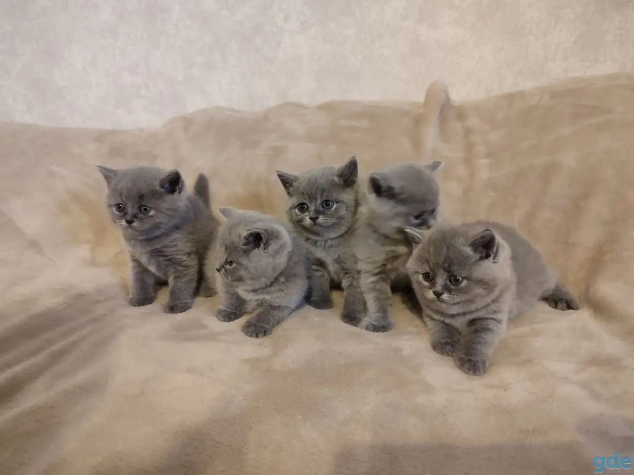 Котята Британские, фотография 11