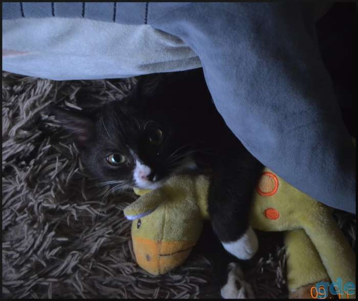 Кошечка 4мес ищет дом!, фотография 3