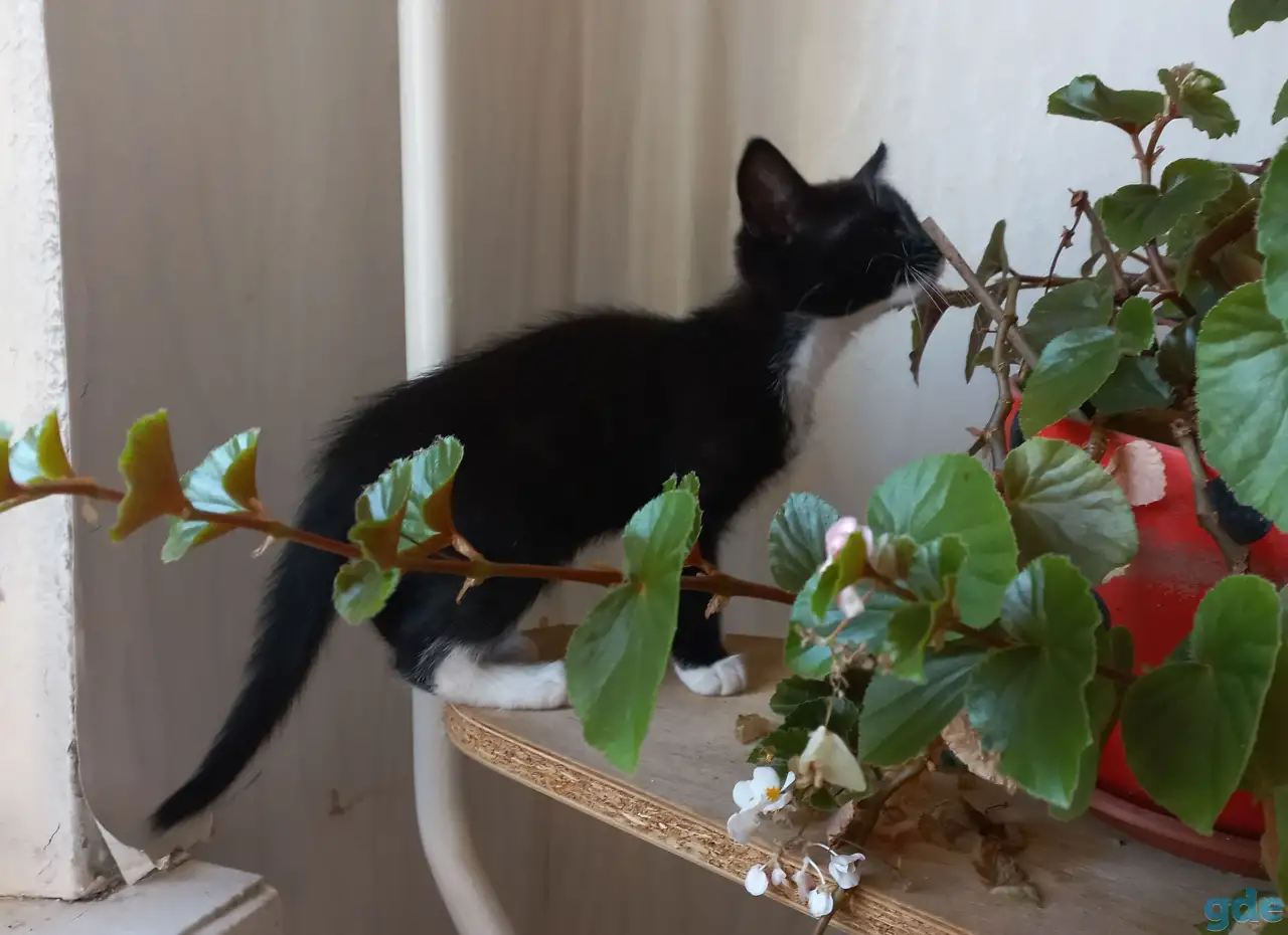 Котята, фотография 2
