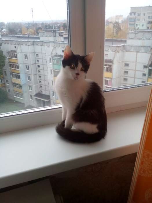 Отдам котенка, девочка, по достижении возраста оплачу стерилизацию, фотография 1