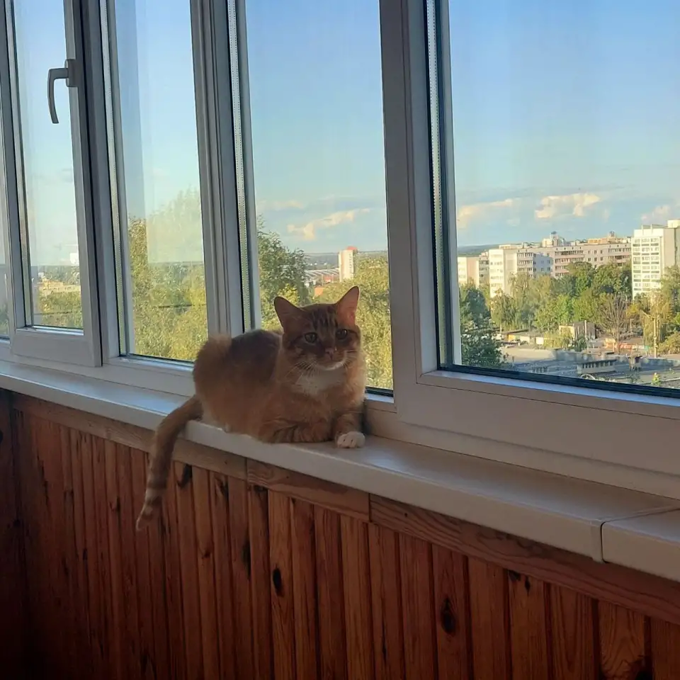 Ищет дом ласковый и интеллигентный молодой котик!!!, фотография 5