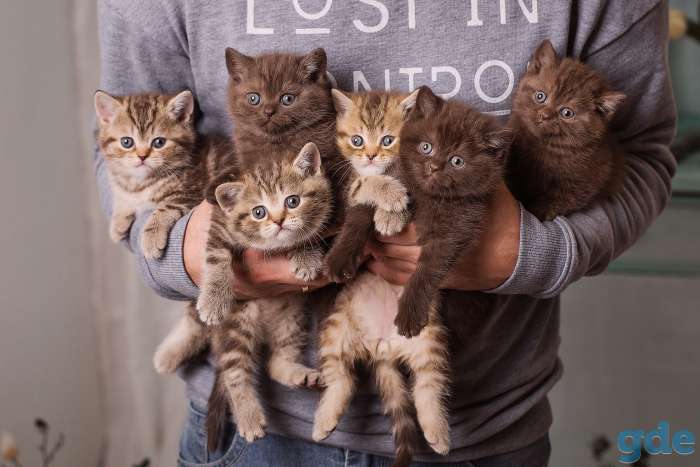Британские котята, фотография 1