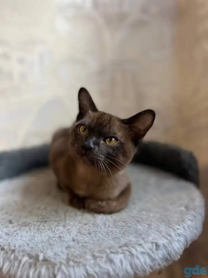 Котята европейской бурмы, фотография 7