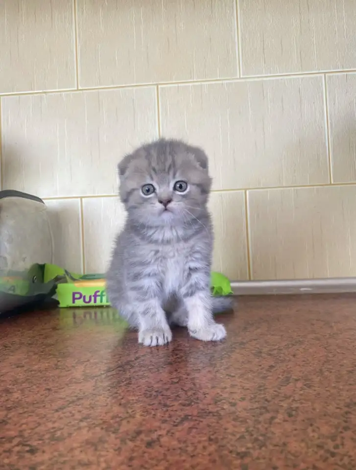 Шотландские котята, фотография 3