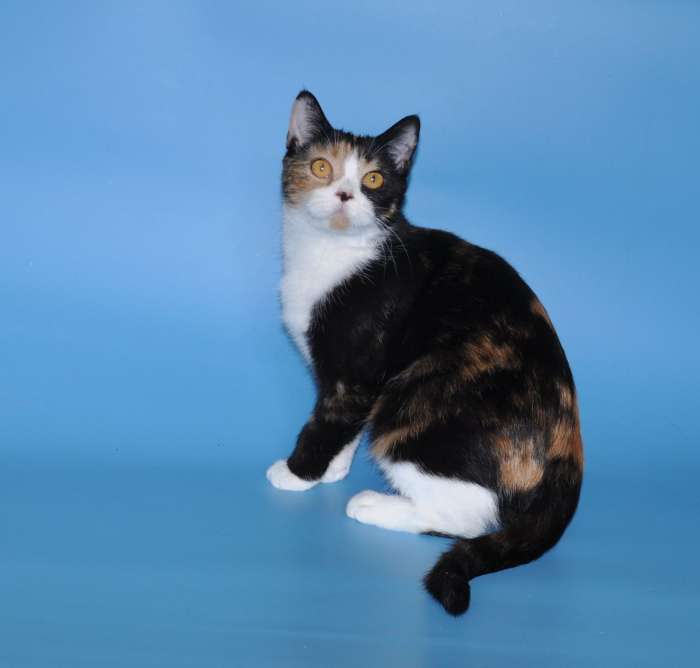 Шотландские кошечки и котики для вас., фотография 6