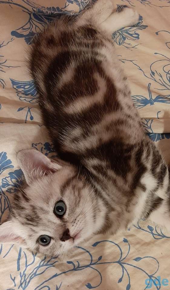 Шотландские котята, фотография 4