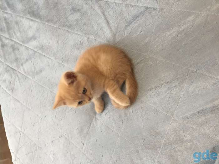 Шотландский котёнок страйк, фотография 1