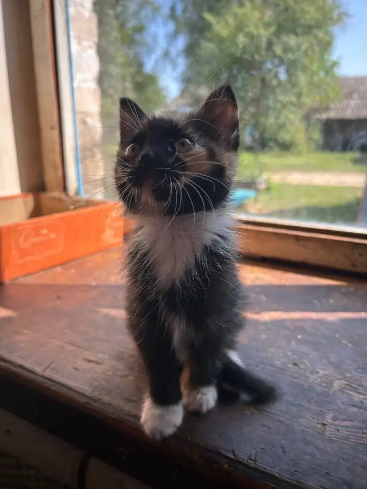 Котёнок в дар, фотография 2
